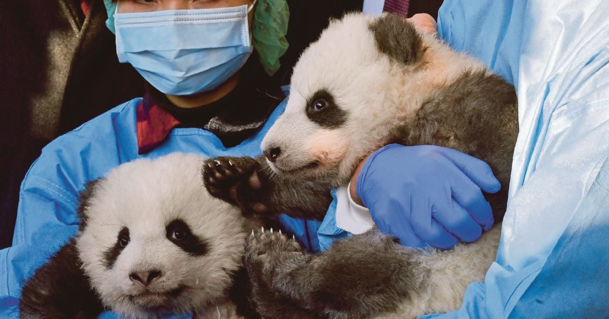 Twin babies with Cubs-inspired names getting attention