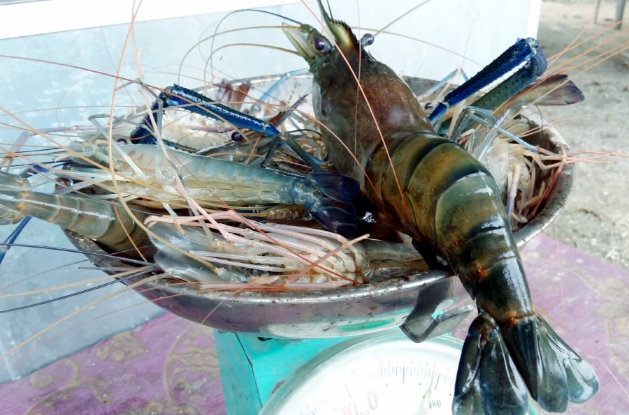 No tainted imported freshwater prawns in the country