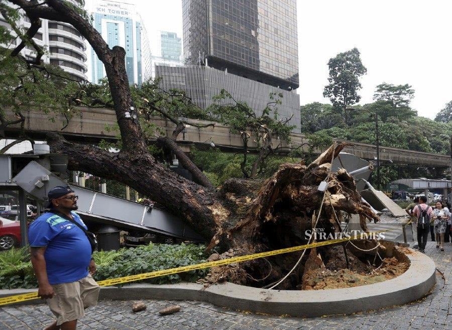 The uprooted tree that fell and killed a man on Jalan Sultan Ismail is over 50-years-old. - NSTP/ASWADI ALIAS