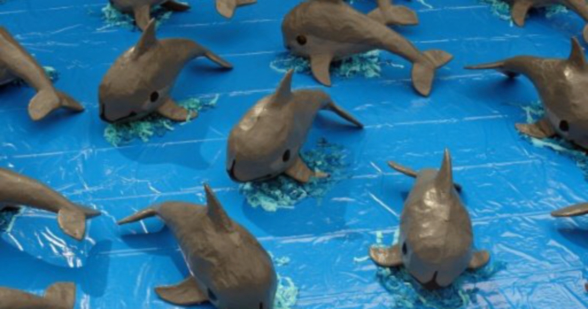 Mexico captures rare vaquita porpoise in bid to save species New