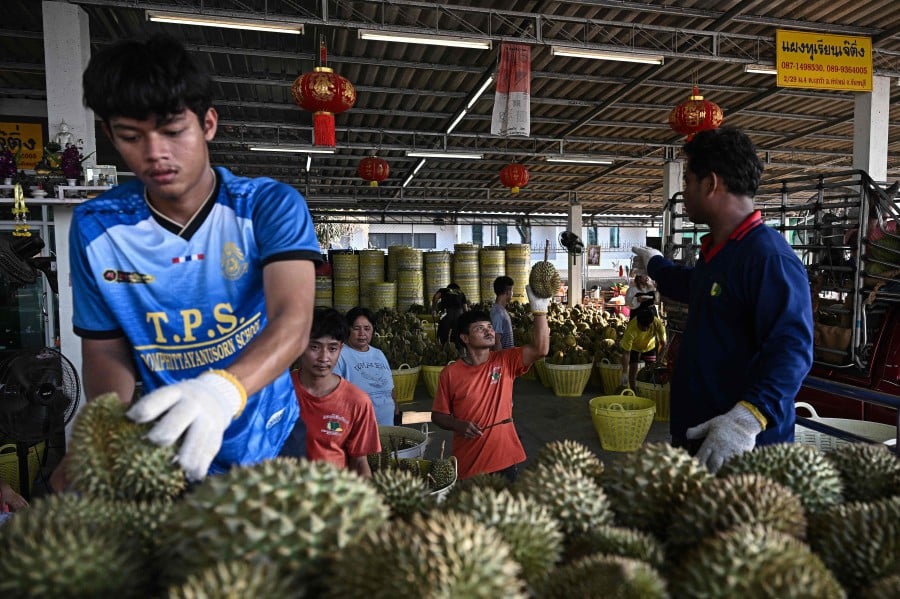 This photo taken on May 1, 2024 shows workers unloading trucks of durian at the durian suppliers Paeng Jae Ting at Noen Sung wholesale fruit market in Thailand's eastern Chanthaburi province. -- AFP