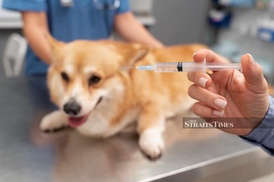  Make sure your pet is vaccinated before being sent for boarding. Image by Freepik.