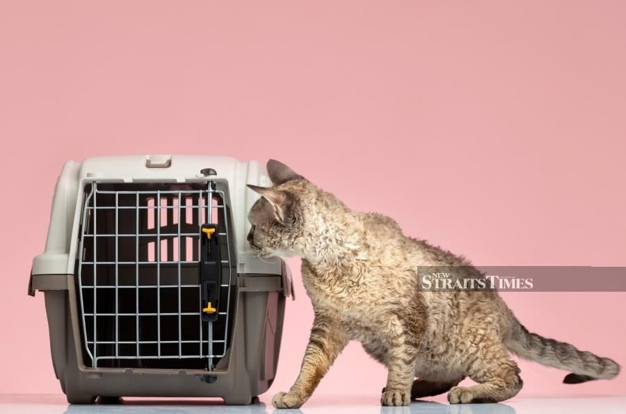  Ensure you have the right travel carriers and foldable cages when travelling with a pet.