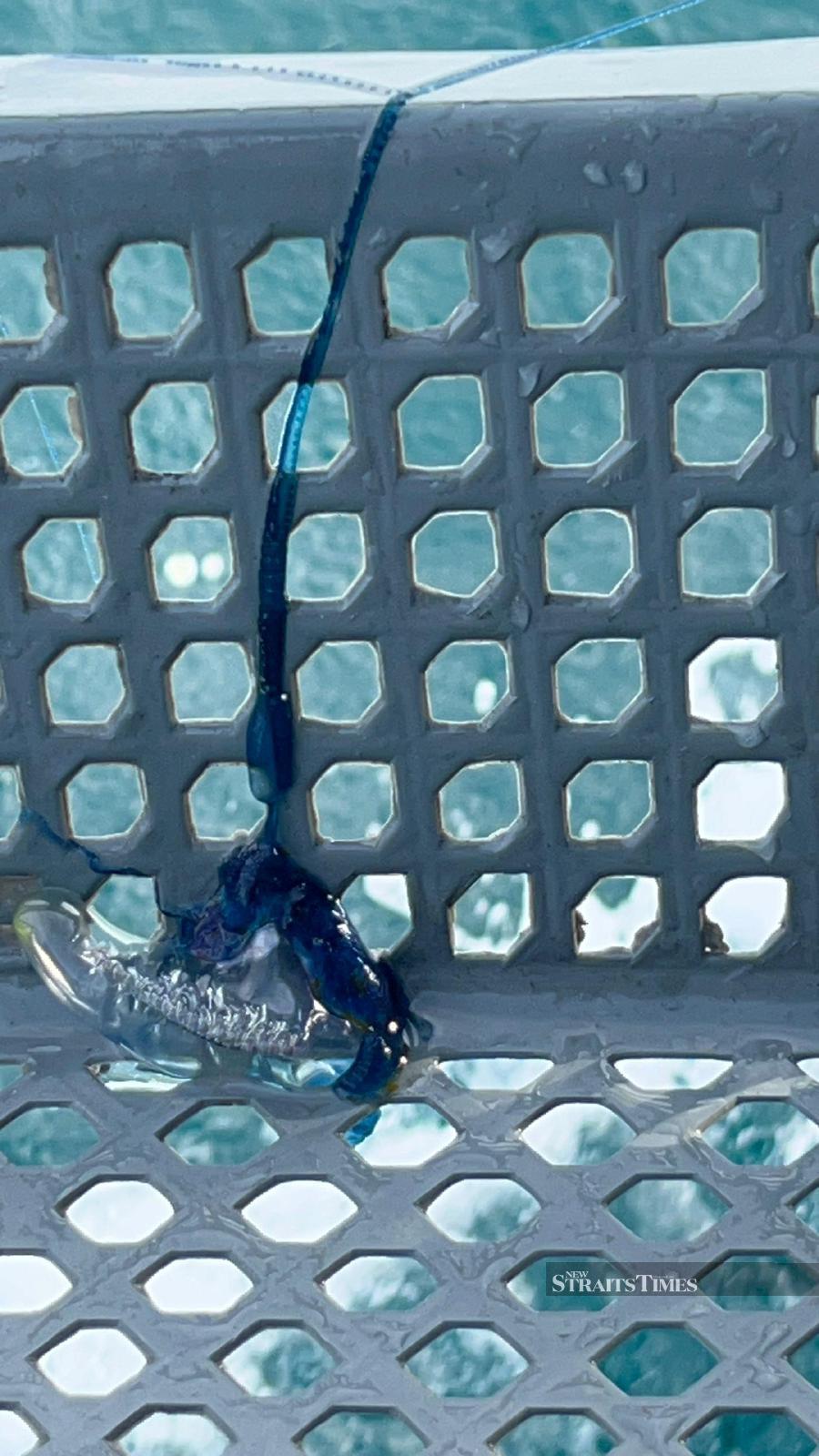  A Portuguese man o' war fished out of the water by the team during the swim.
