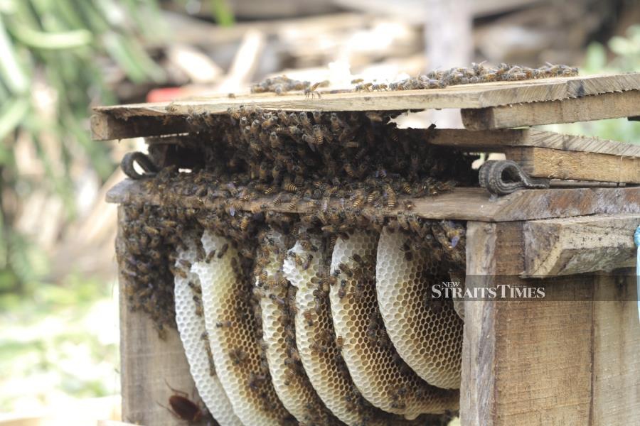  Honey-bee farming.