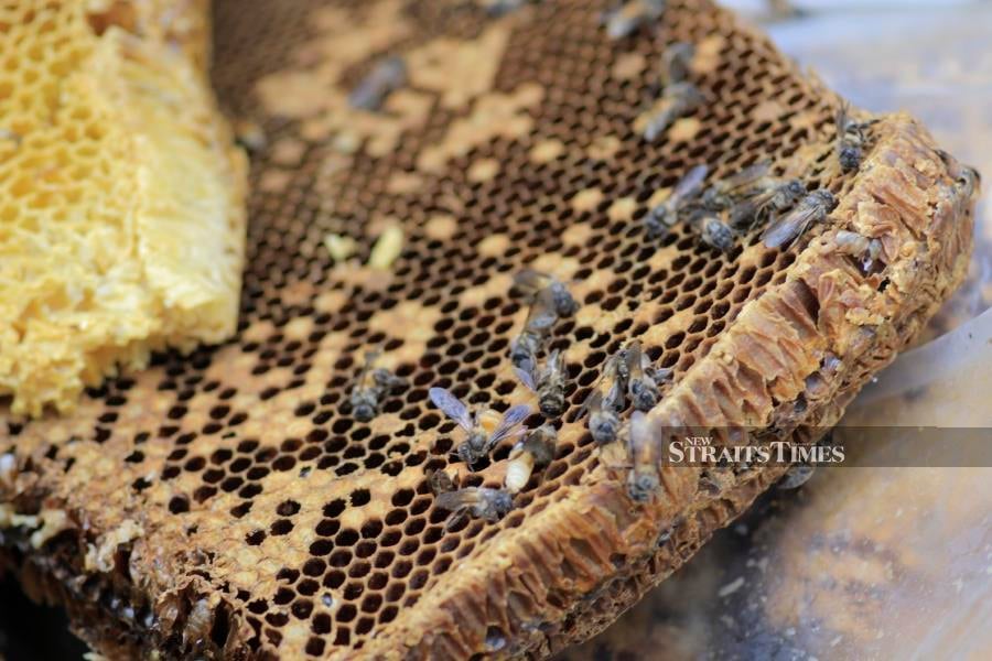  Honeycomb that provides raw honey.