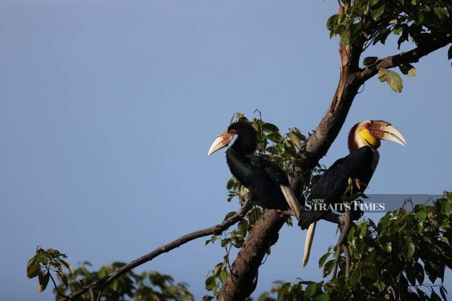  A pair of Wreathed hornbills.