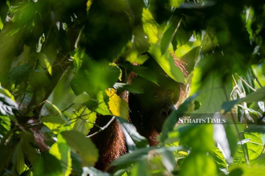  Irate orangutan that came too close to Sanjit for comfort.