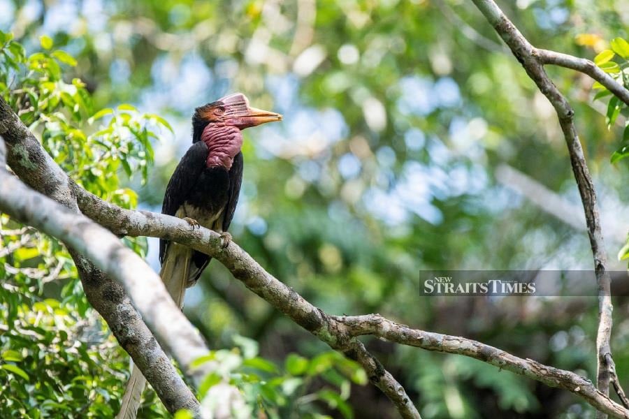  Sanjit spent around 450 hours and walked approximately 180 km to get this shot of the critically endangered Helmeted hornbill!