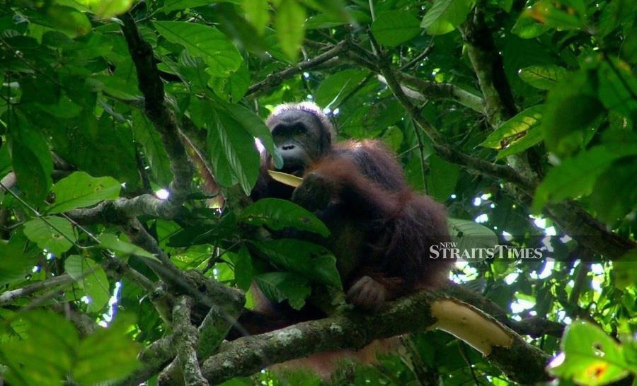  Eddie's encounter with the orangutan sparked his fascination with wildlife. Photo by Eddie Ahmad.