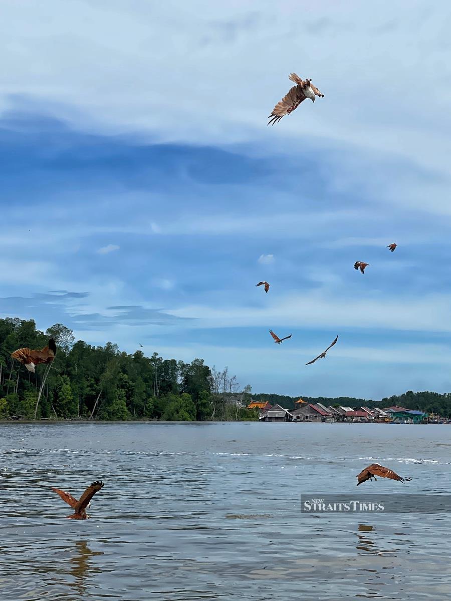  A swooping time in Sg Sepetang.