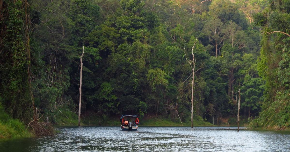 Malaysia's amazing rainforest needs our protection! [WATCH] New