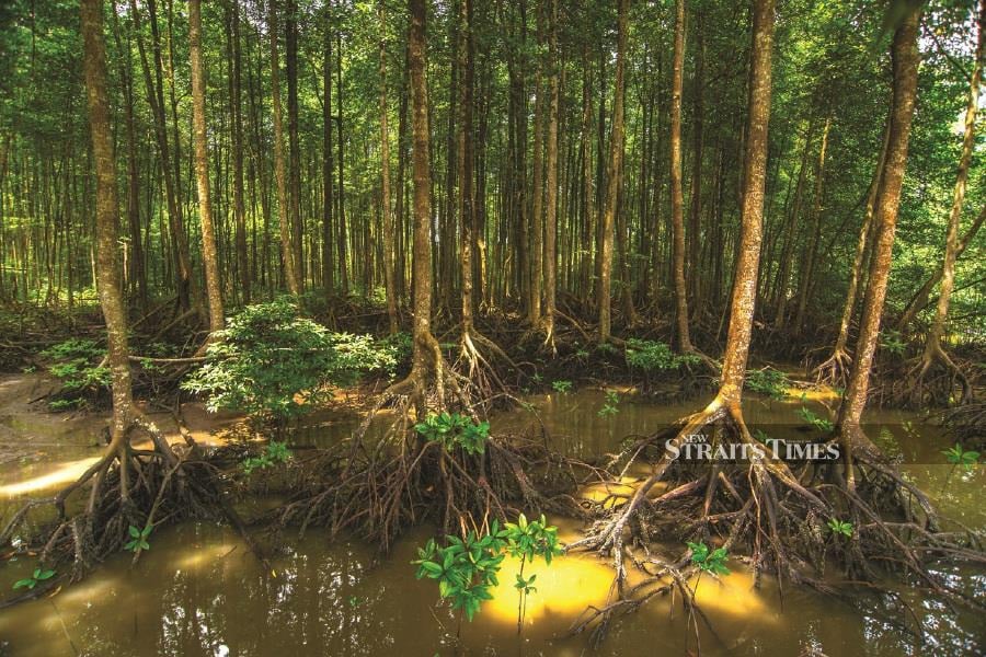  Matang mangrove forest. Pix courtesy of BIS.