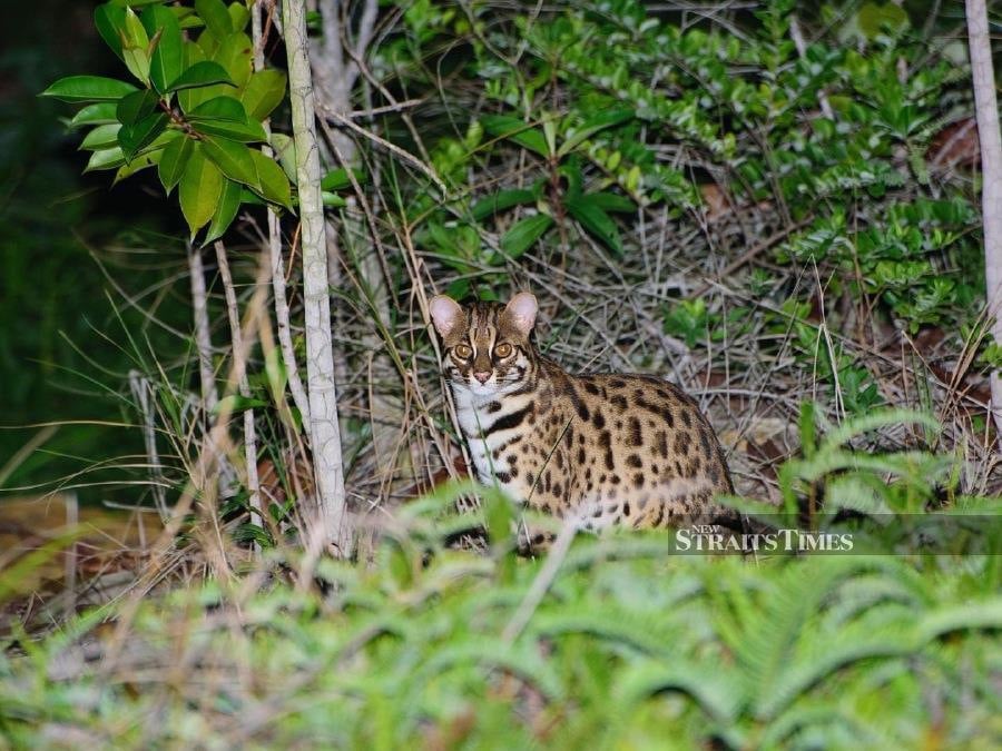  The leopard cat finds its refuge within SACF, a forest nestled in the heart of the city.