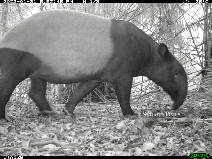  Captured on a camera trap the elusive Malayan tapir.
