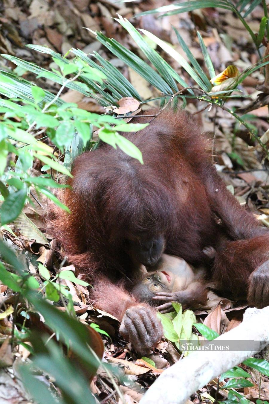 YIARI Power of Mama - The Orangutan Project