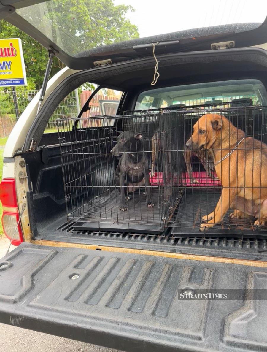 This Young Man Strives To Give Stray Dogs A Fighting Chance To Survive ...