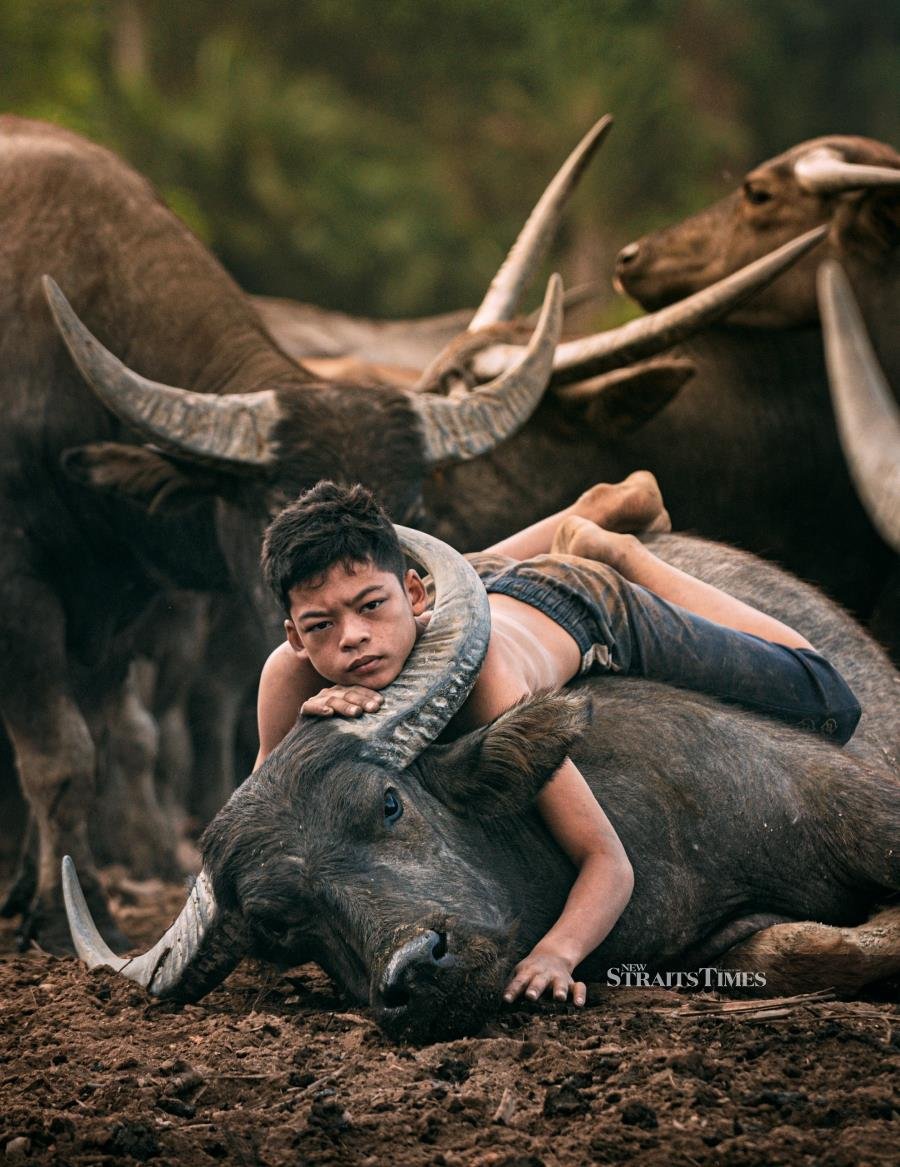  The picture of the Buffalo Boy that went viral and shot Yusuf's name to fame.