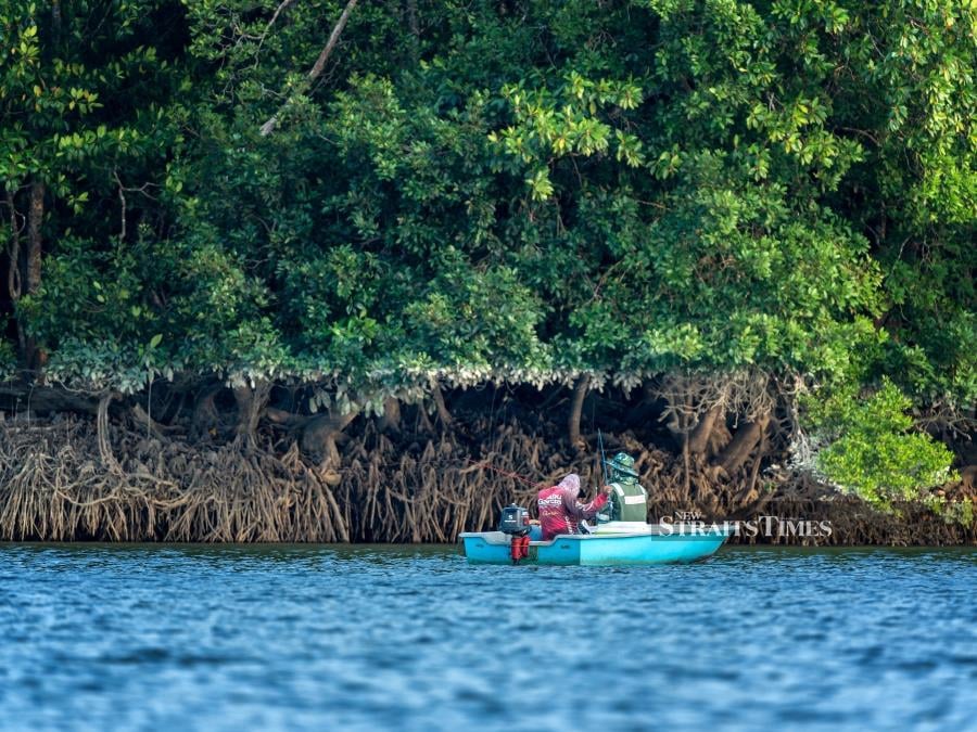  A trip to the mangroves of Desaru Coast during the Rewilding Desaru Coast assignment.