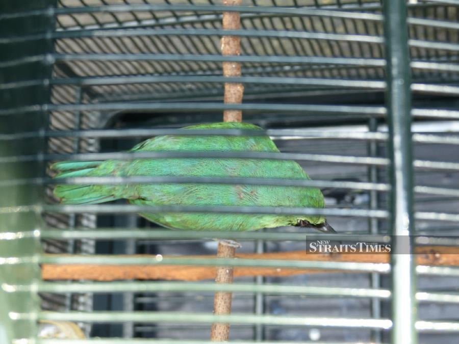  A greater green leafbird in poor condition for sale in a Denpasar Bird Market, Bali. Photo credit: Serene Chng.