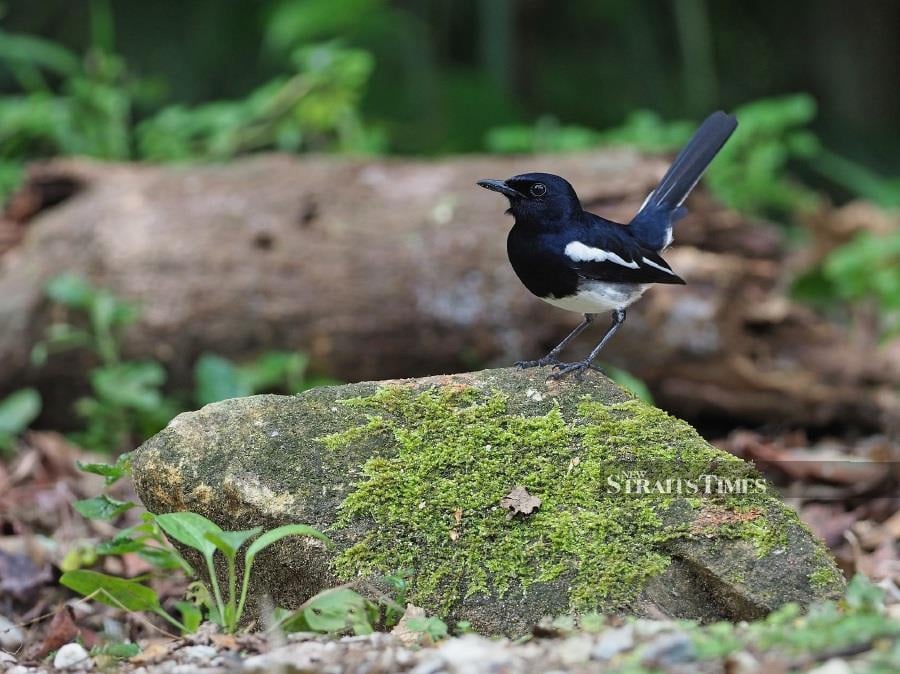  Oriental Magpie-robin. Photo credit: James A. Eaton/Birdtour Asia.