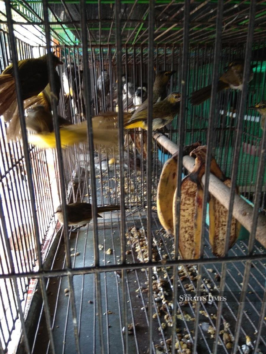  Cages of bulbuls at the Pramuka bird market. Photo credit: Serene Chng/TRAFFIC.