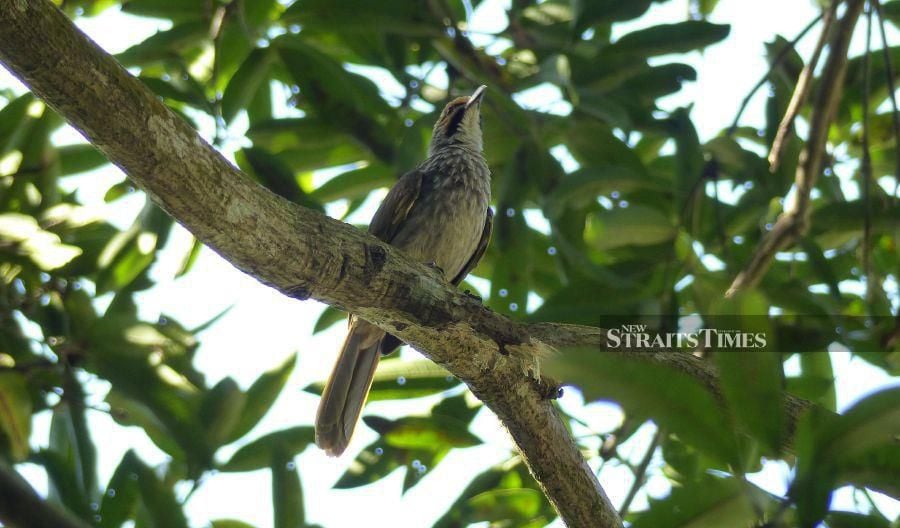  The Straw-headed Bulbul has become extinct in Java and Thailand. Photo credit: Serene Chng.