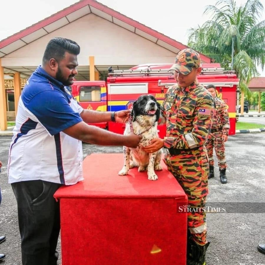  Persatuan Haiwan Terbiar Malaysia (SAFM) honouring the rescue dogs and their handlers as a gesture of gratitude for their heroic efforts during the aftermath of the Batang Kali landslide.