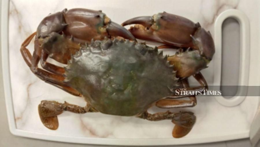  The green mud crab (Scylla paramamosain) is used as the source of seafood allergen in Kavita’s vaccine research.