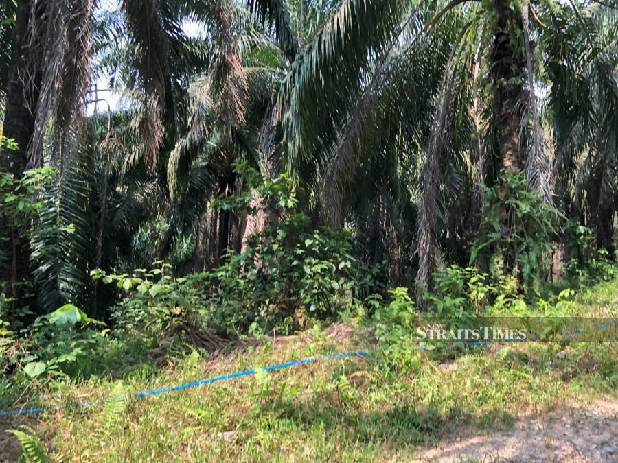  The execution ground is now an oil palm estate. It used to be a rubber estate.