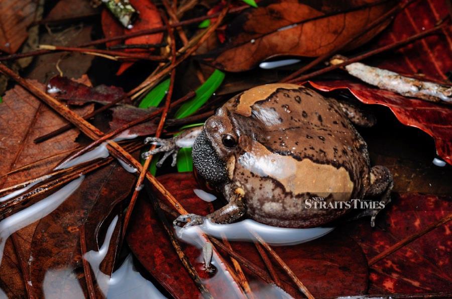  Malayan banded bullfrog (Kaloula pulchra). Photo courtesy of Steven Wong.