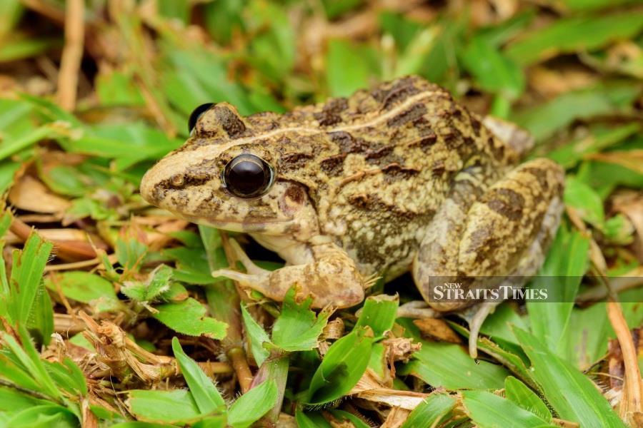  Common grass frog (Fejervarya limnocharis). Photo courtesy of Steven Wong.