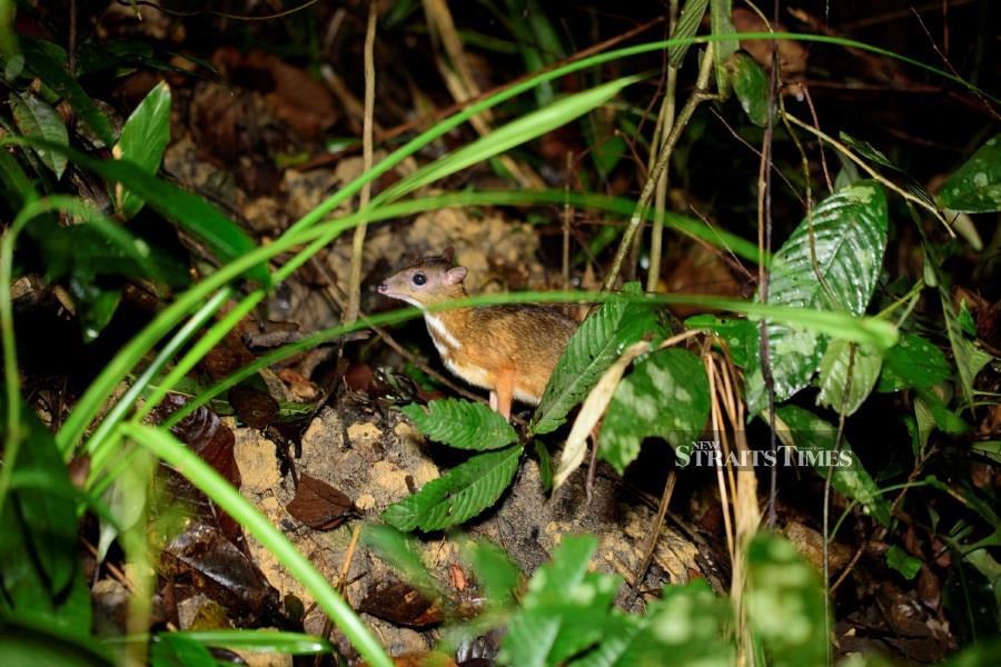  A glimpse of the Lesser mousedeer. Photo courtesy of Steven Wong.
