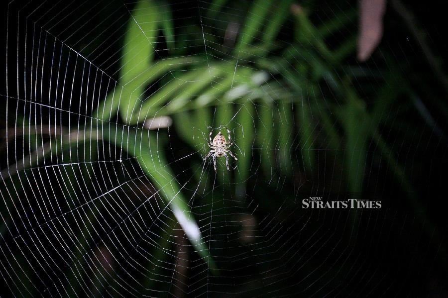  The Abandoned-web orb-weaver spider (Parawixia dehaani) crafting its intricate web. Photo by Faiz Anuar/NSTP.