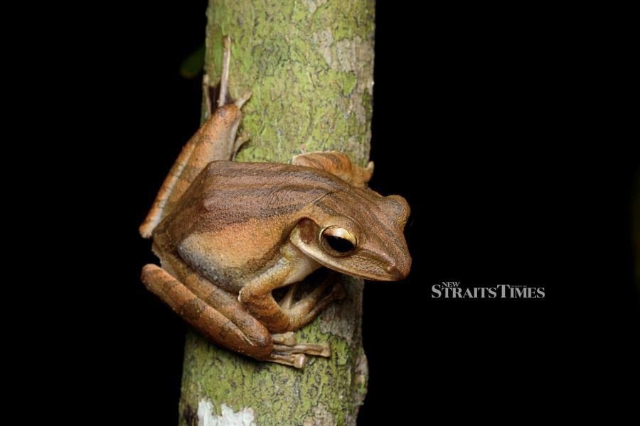  Four-lined tree frog (Polypedates leucomystax). Photo courtesy of Steven Wong.