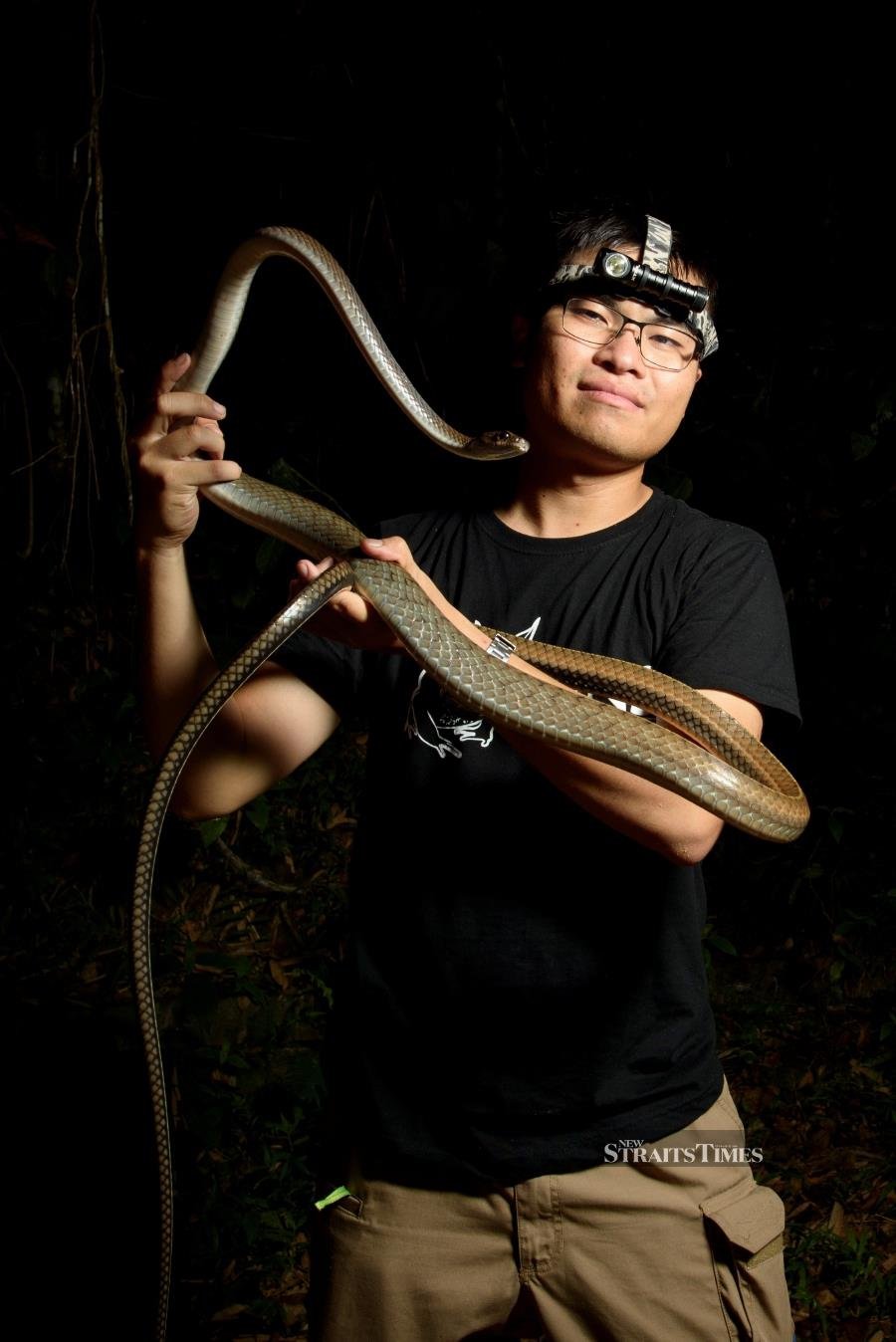  With a White-bellied rat snake (Ptyas fusca). 