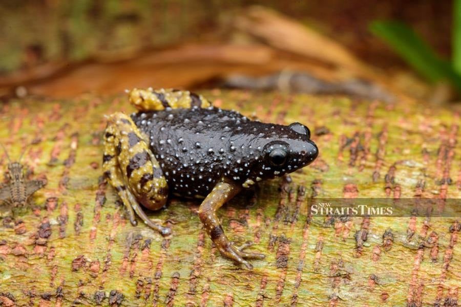  Saffron-bellied frog (Chaperina fusca). All images courtesy of Steven Wong.