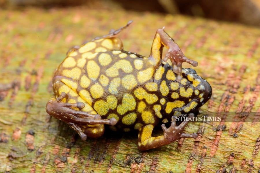  The belly of the Saffron-bellied frog flaunts eye-catching large yellow spots, a signature look for this species.