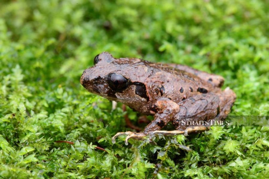  Small litter frog (Leptobranchella kecil)