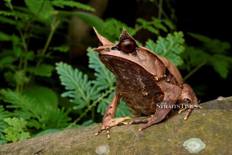  Malayan horned frog (Pelobatrachus nasutus).