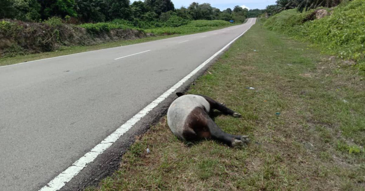 Male tapir found dead, believed to be hit by heavy vehicle | New