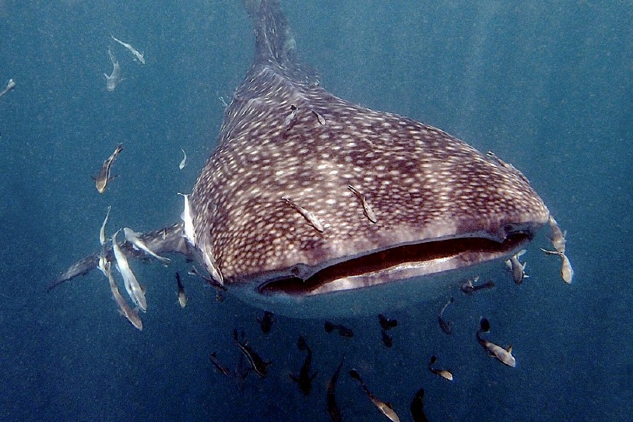 Whale Sharks Surprise Scuba Divers In Lankayan Waters