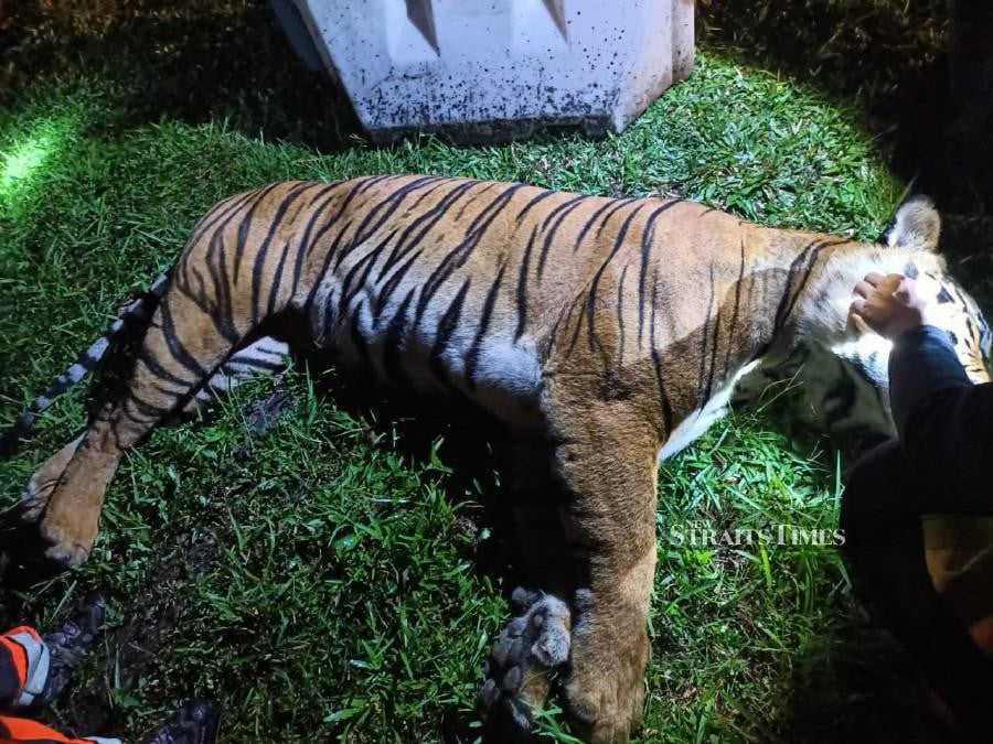 The tiger was hit by a trailer on the North-South Expressway (PLUS) near the Gua Tempurung rest area (R&R). - Pic courtesy of Perhilitan.