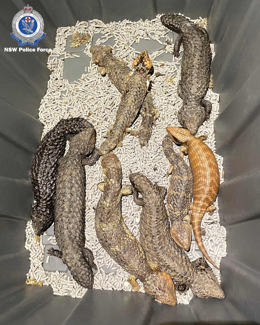 A box of reptiles confiscated by the police in Sydney. -AFP PIC