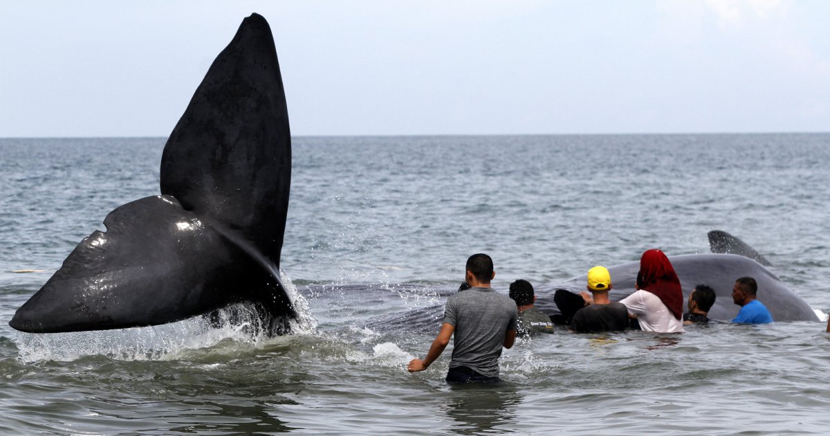 Indonesian volunteers save six beached whales