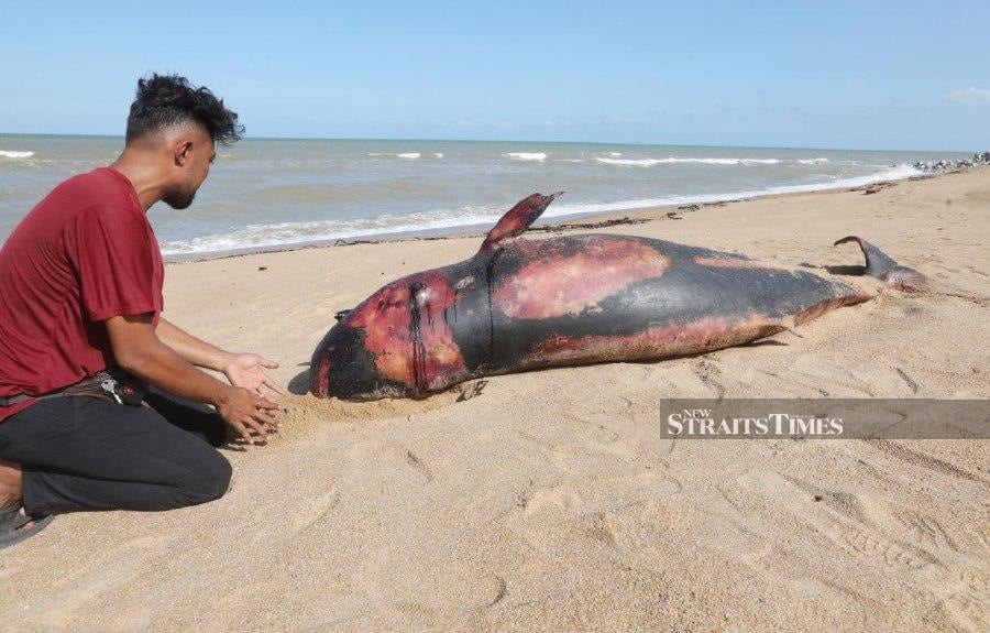 A local resident, Mohd Iqbal Zahir Mohd Khamsani inspecting the carcass after it washed ashore at the Tanjung Batu beach. -NSTP/MOHD RAFI MAMAT