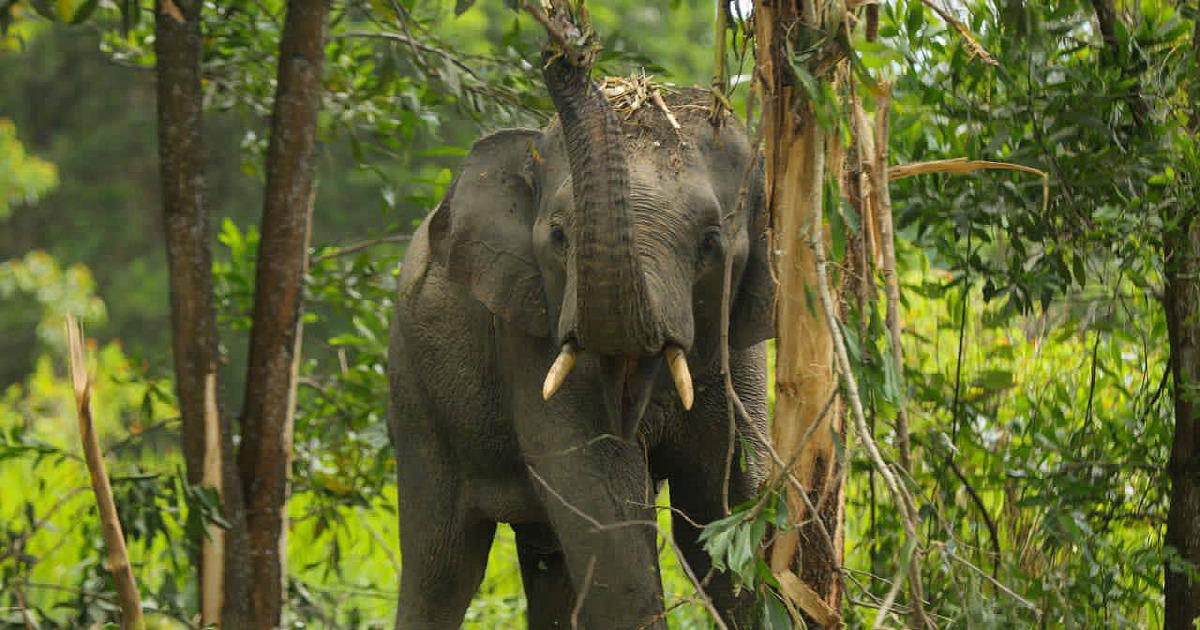 Security guard trampled by wild elephant in Gua Musang | New Straits Times