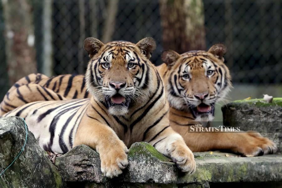 Malayan tiger cubs Wira (left) and Hebat resting at Zoo Negara recently. - NSTP/EFFENDY RASHID