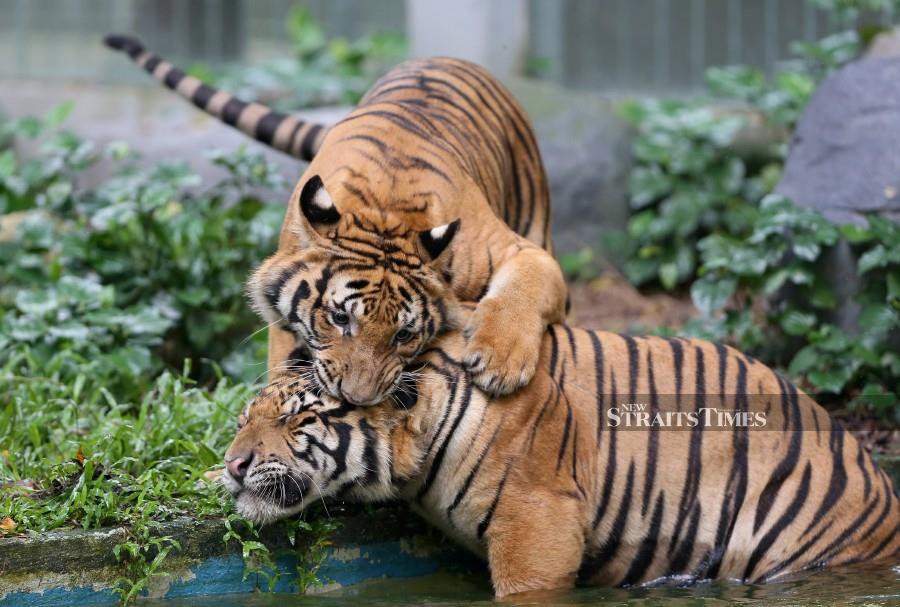 Malayan tiger cubs Wira (top) and Hebat enjoy some playtime at Zoo Negara recently. - NSTP/EFFENDY RASHID