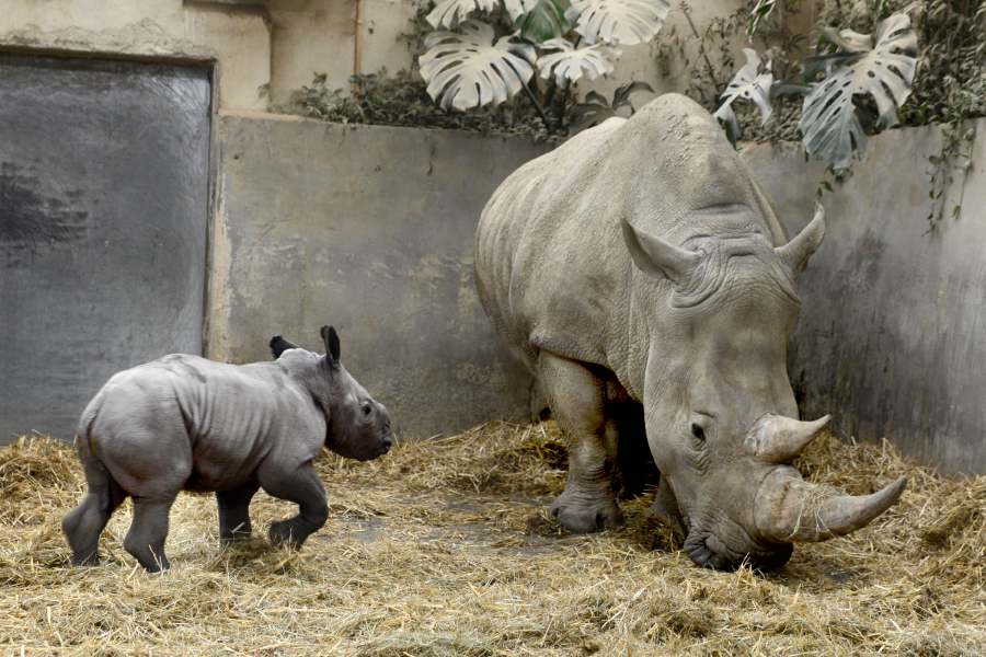 Queenie the rhino was born in the Cotswold Wildlife Park and Gardens in southern England. - Pic credit Facebook cotswoldwildlifepark 